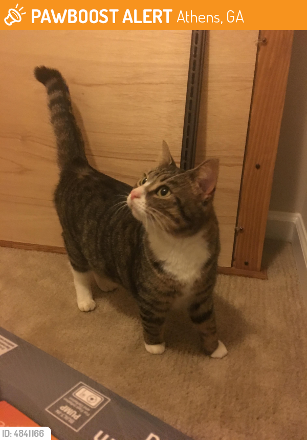 Found/Stray Unknown Cat last seen Near Research Drive, Athens, GA, Athens, GA 30605
