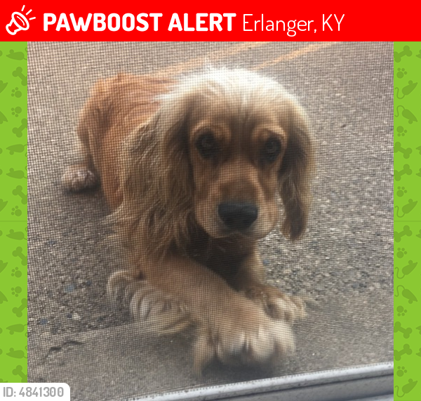 Lost Male Dog in Erlanger, KY 41018 Named Ody (ID 4841300) PawBoost