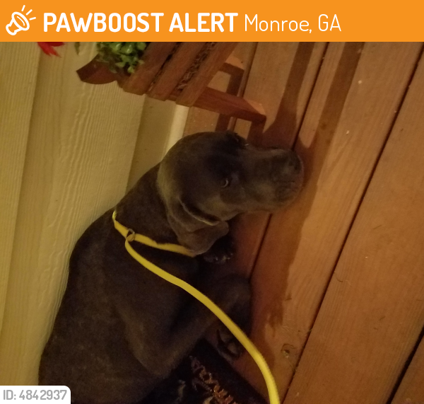 Surrendered Female Dog last seen Hickory Grove Church Road, Monroe, GA, Monroe, GA 30656