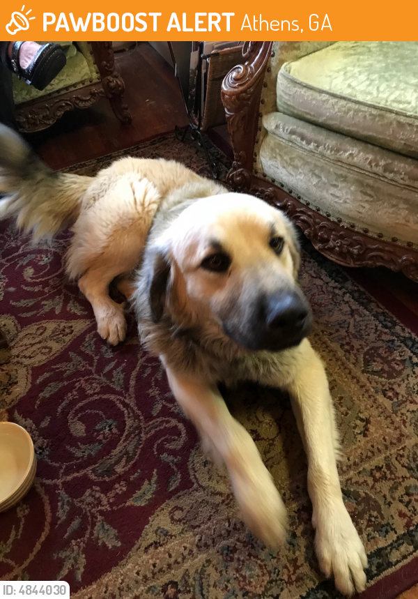 Found/Stray Male Dog last seen Near n Jackson st Athens tn, Athens, GA 30601