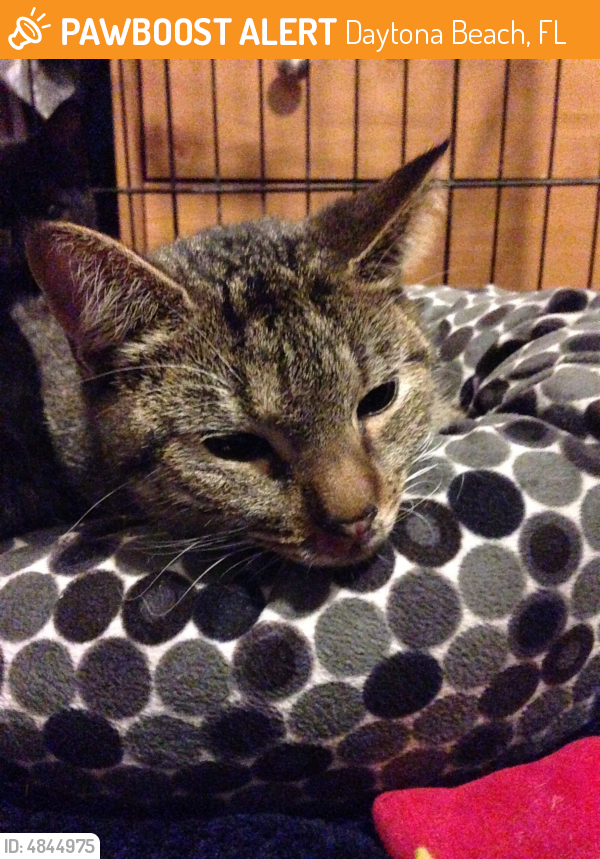 Found/Stray Female Cat last seen Near Richard Petty Blvd & Coral Sea Ave, Daytona Beach, FL 32114