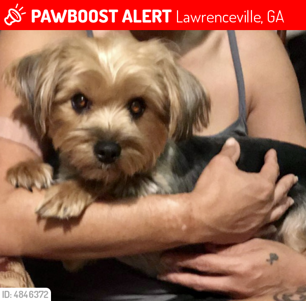 Lost Female Dog last seen Near James Ridge Dr & Sweetgum Rd, Lawrenceville, GA 30045