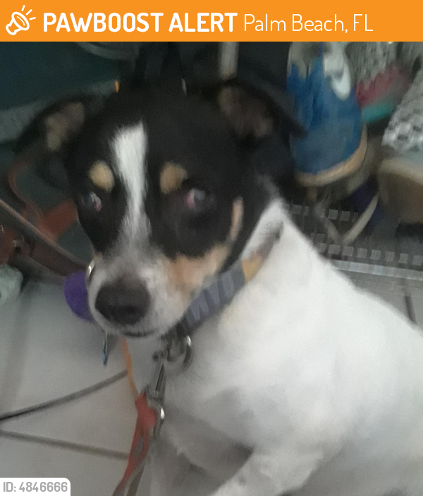 Found/Stray  Dog last seen , Dania Beach, FL 33004