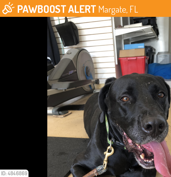 Found/Stray Male Dog last seen Near NW 20th St & NW 68th Ave, Margate, FL 33063