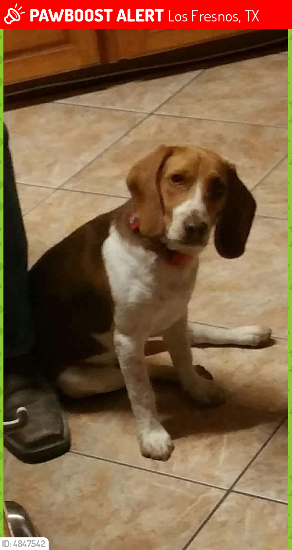 Lost Male Dog last seen Near Cisco Dr & Baja Cir, Los Fresnos, TX 78566