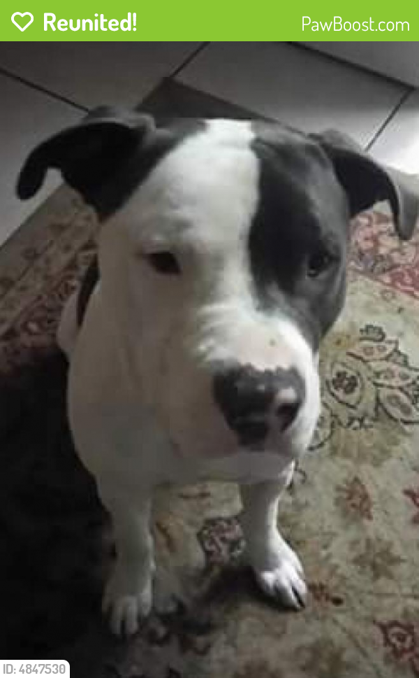 Reunited Male Dog last seen Near 60th St N & Crestmont Ave, Clearwater, FL 33760