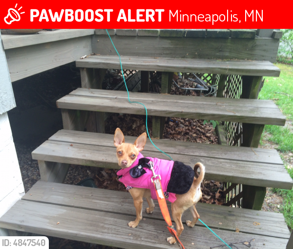 Lost Female Dog last seen Longfellow&31st.st.minneapolis , Minneapolis, MN 55407