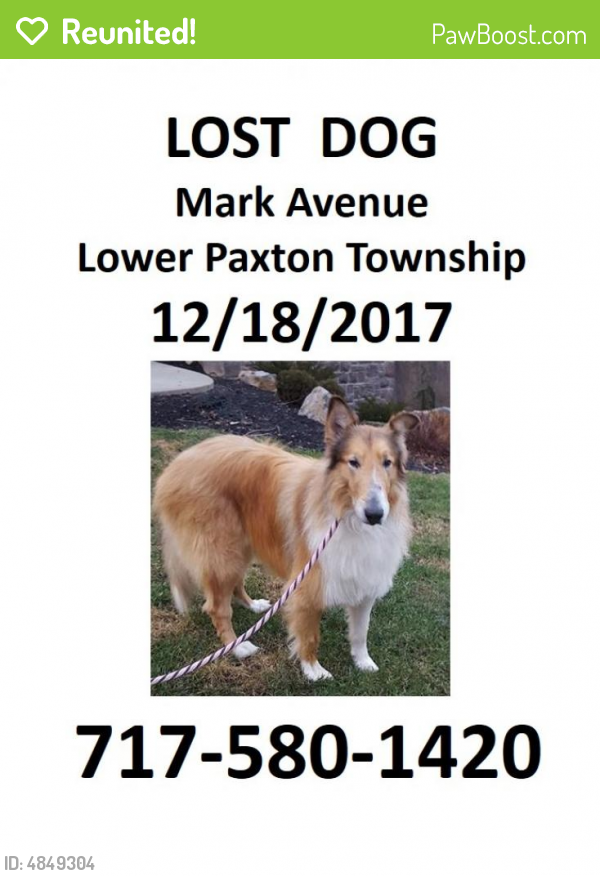 Reunited Male Dog last seen Near Mark Ave & Manor Dr, Harrisburg, PA 17110