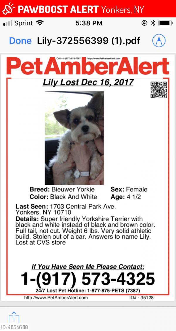 Lost Female Dog in Yonkers, NY 10710 Named Lily (ID: 4854680) | PawBoost