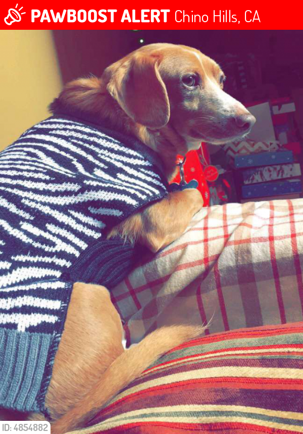 Lost Male Dog in Chino Hills, CA 91709 Named Sasha (ID 4854882) PawBoost