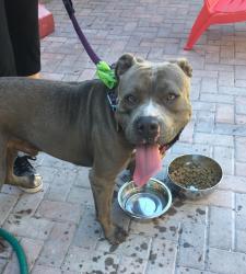 Reunited Male Dog last seen Near E Concord St & Thornton Ave, Orlando, FL 32801