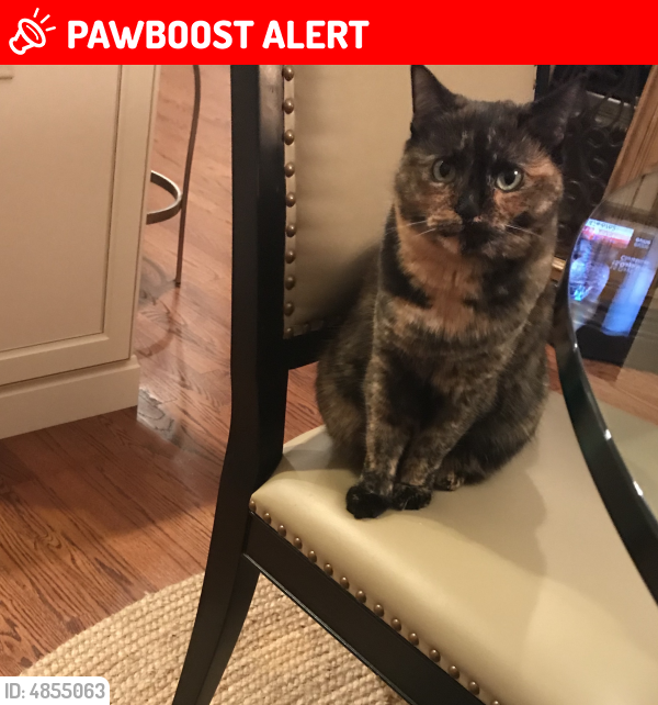 Lost Female Cat last seen Near Carriage Ct & Flourtown Rd, Plymouth Meeting, PA 19462