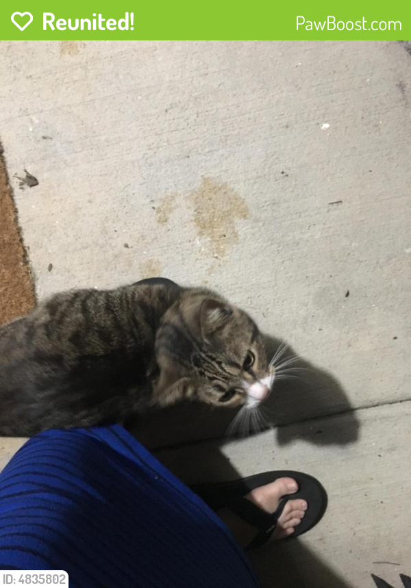Reunited Unknown Cat last seen Near Research Drive, Athens, GA, Athens, GA 30605