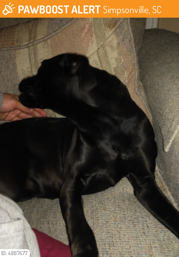 Found/Stray Female Dog last seen Near Canterbury St & Wellesley St, Simpsonville, SC 29680