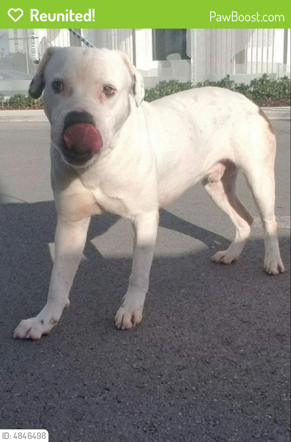 Reunited Male Dog last seen Wiles Rd & Powerline Rd, Pompano Beach, FL 33064