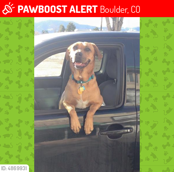 Lost Male Dog last seen Near Westwood Ct & Eastwood Ct, Boulder, CO 80304