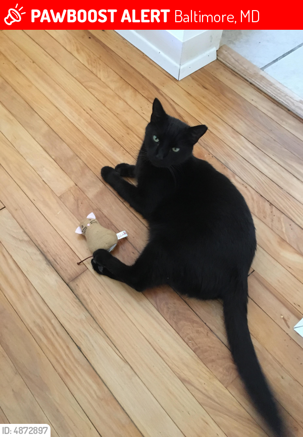 Lost Male Cat in Baltimore, MD 21206 Named Irie (ID 4872897) PawBoost