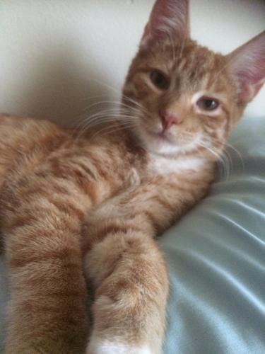 Lost Male Cat last seen Near Southwest Hwy & 75th Ave, Worth, IL 60482