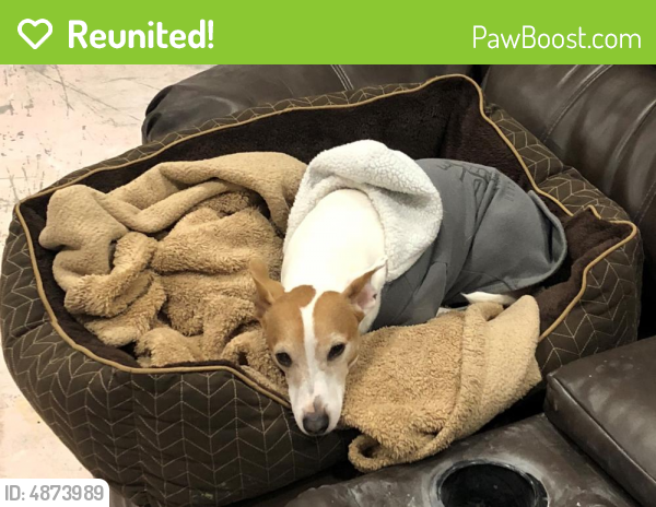 Reunited Male Dog last seen Near C St & B St, Ceredo, WV 25704