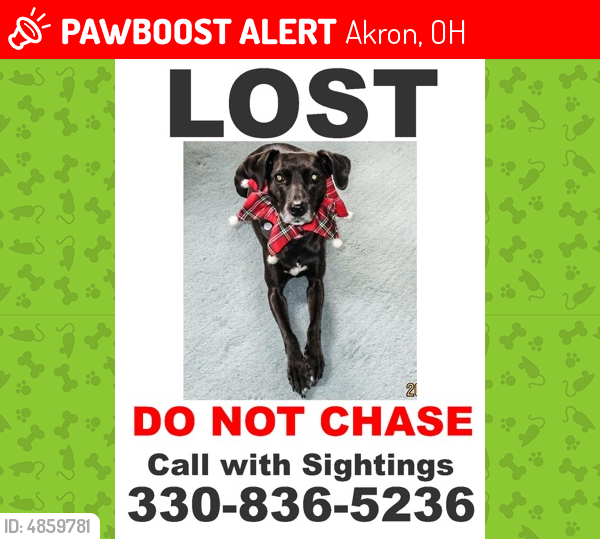 Lost Female Dog last seen West Market  Portage Path, Akron, OH 44313