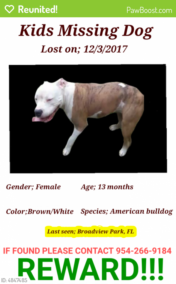 Reunited Female Dog last seen Near SW 44th Ave & SW 18th St, Broadview Park, FL 33317
