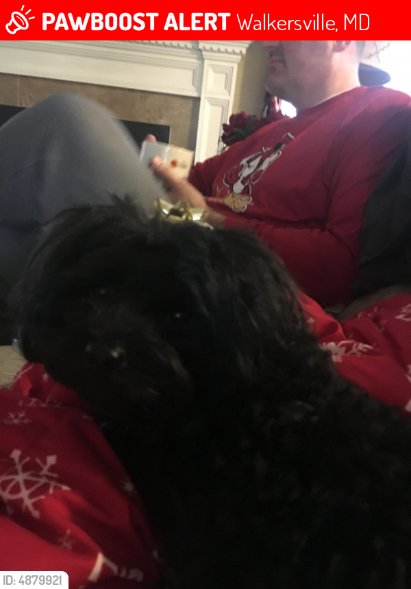 Lost Male Dog last seen Near Fallsworth Place, Walkersville, MD 21793