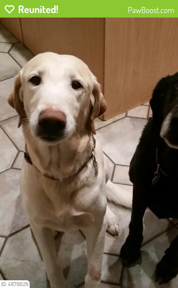 Reunited Male Dog last seen Near Prices Distillery Road/Fingerboard Rd (Rt 80), Ijamsville, MD 21754