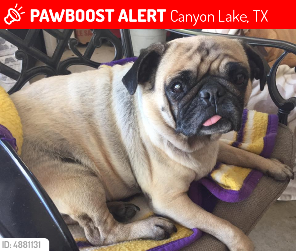 Lost Male Dog last seen Herauf Drive, Canyon Lake, TX, Canyon Lake, TX 78133