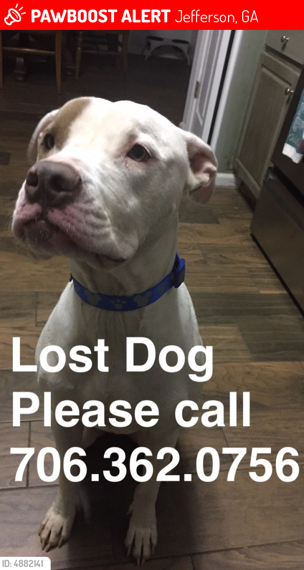 Lost Male Dog last seen Near Eugene Ct & Albert Ln, Jefferson, GA 30549