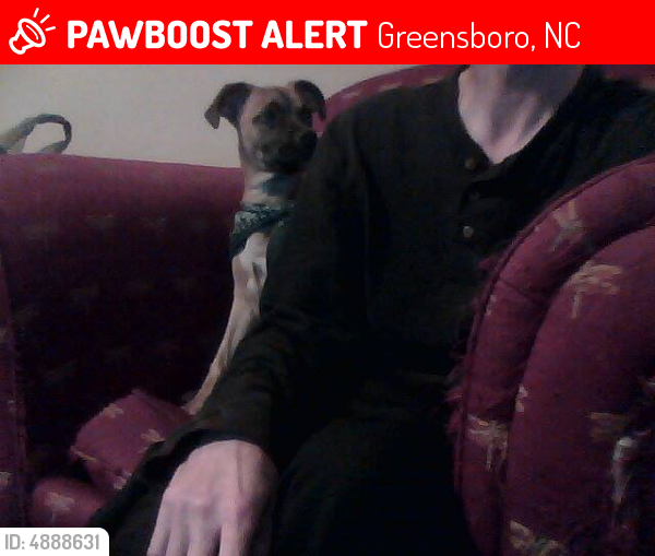 Lost Male Dog last seen Near rainbow dr, Greensboro, NC 27403