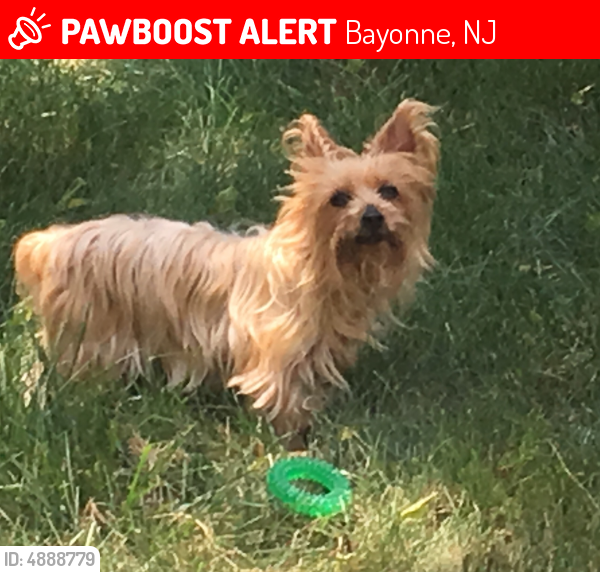 Lost Female Dog last seen Near E 49th St & Avenue E, Bayonne, NJ 07002