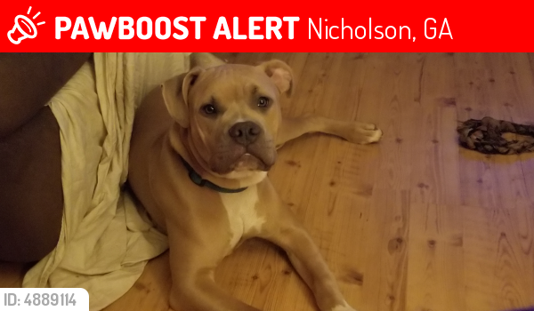 Lost Male Dog last seen GW Wilson and Berea Rd , Nicholson, GA 30565