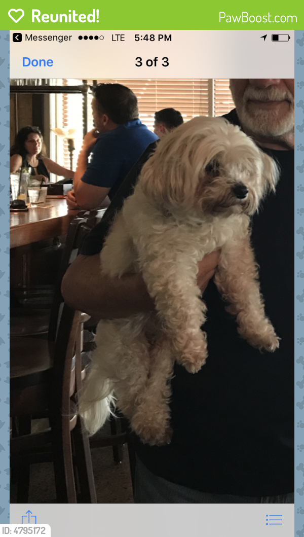 Reunited Female Dog In Miami, FL 33150 (ID: 64795172) | PawBoost