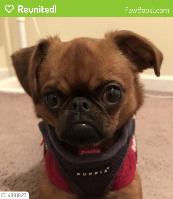 Reunited Female Dog last seen Near Barrett Mill Rd & Duncan Bridge Rd, Cleveland, GA 30528
