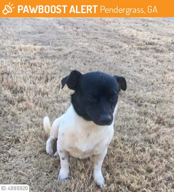 Found/Stray Male Dog last seen Near Glenn Gee Rd & Blackberry Lane, Pendergrass, GA 30567