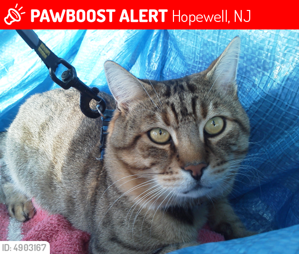 Lost Male Cat last seen Near Columbia Ave & Princeton Ave, Hopewell, NJ 08525
