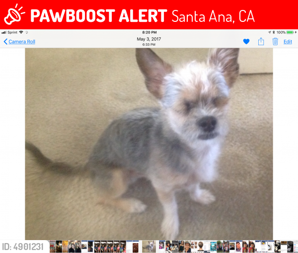 Lost Male Dog last seen Near W Kent Ave & S Toland St, Santa Ana, CA 92704