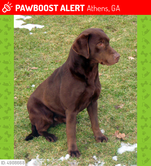 Lost Male Dog last seen Near hwy 29 pinewood n, Athens, GA 30601