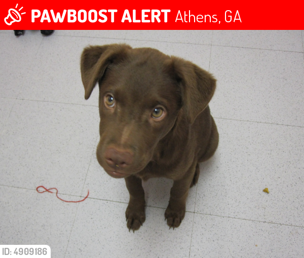 Lost Male Dog last seen Near Hwy 29 Athens Georgia , Athens, GA 30601