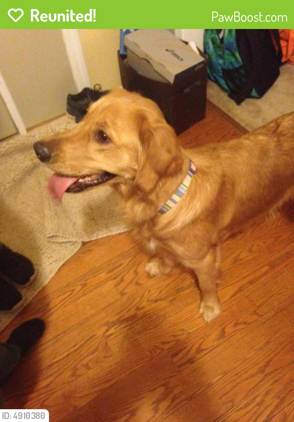 Reunited Female Dog last seen Near Nellie White Ln & Aylor Rd, Fairfax, VA 22032
