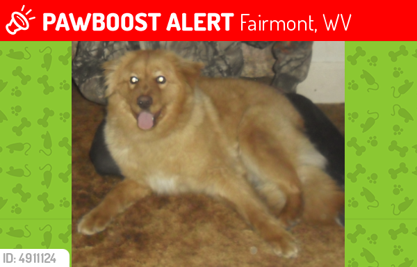 Lost Male Dog last seen Near Delmar St & Harlee St, Fairmont, WV 26554
