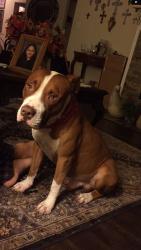 Reunited Male Dog last seen South Peek Road, Richmond, TX, USA, Richmond, TX 77494