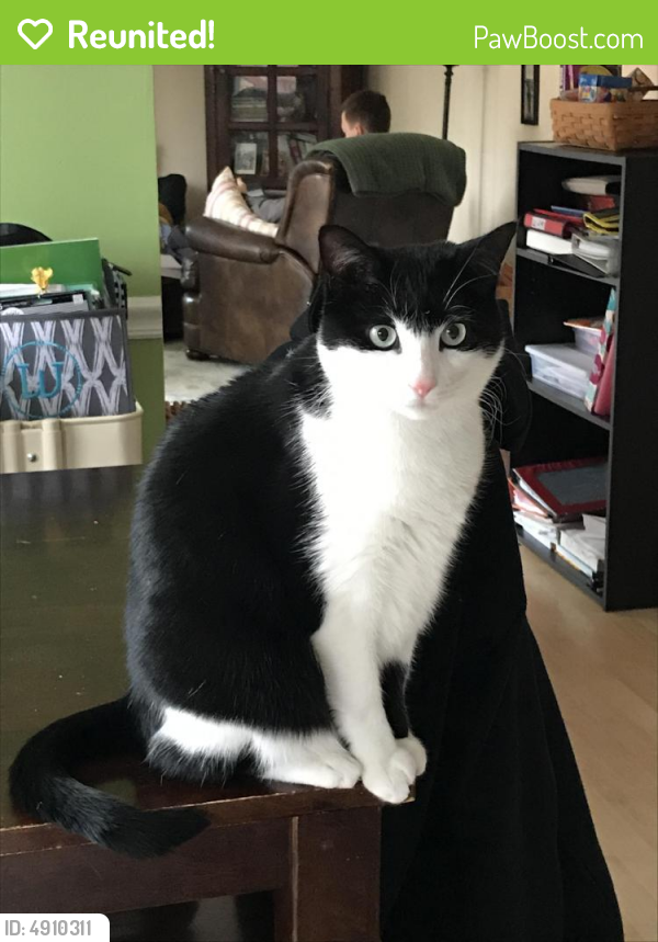 Reunited Male Cat last seen Near Old Keene Mill Rd & Koziara Dr, Burke, VA 22015