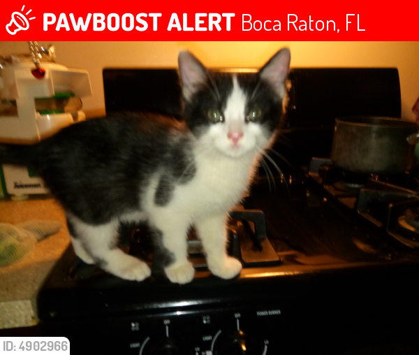 Lost Male Cat last seen SW 1 Ave., Camino Real,Realm Apts, Boca Raton, FL 33432
