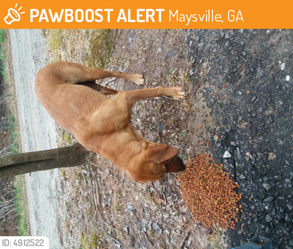 Found/Stray Female Dog last seen Tom Yarbrough Road, Maysville, GA, USA, Maysville, GA 30529