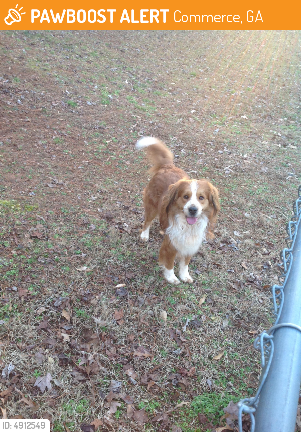 Surrendered Male Dog last seen Near Edgefield Drive, Commerce, GA, USA, Commerce, GA 30529