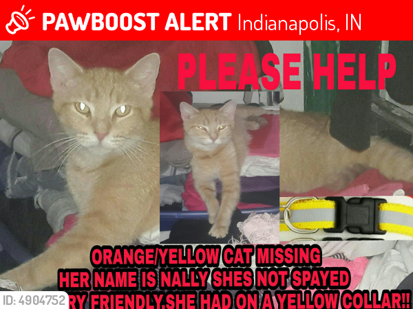 Lost Female Cat In Indianapolis In 46225 Named Nally Id 4904752 Pawboost