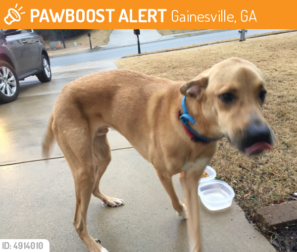 Rehomed Male Dog last seen Poplar Springs Road, Gainesville, GA, USA, Gainesville, GA 30507