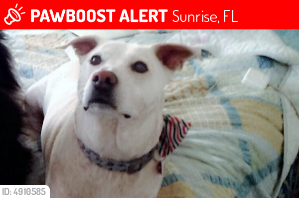 Lost Female Dog last seen Near NW 47th St & NW 99th Ter, Sunrise, FL 33351