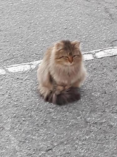 Lost Female Cat last seen Bramblegate Rd, Greensboro, NC, USA, Greensboro, NC 27409